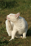 katzenfotos hauskatze
