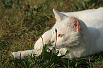 katzenfotos hauskatze