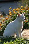 katzenfotos hauskatze