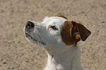 hundefotos parson_russell_terrier
