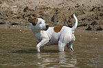 hundefotos parson_russell_terrier