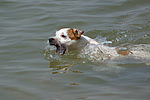 hundefotos parson_russell_terrier