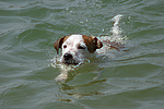 hundefotos parson_russell_terrier