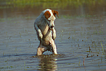 hundefotos parson_russell_terrier