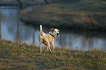 hundefotos parson_russell_terrier