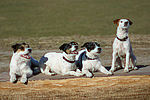hundefotos jack_russell_terrier