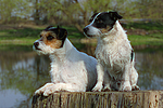 hundefotos jack_russell_terrier