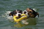 hundefotos jack_russell_terrier