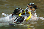 hundefotos jack_russell_terrier