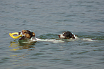 hundefotos jack_russell_terrier