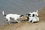 hundefotos jack_russell_terrier