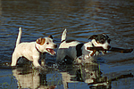 hundefotos jack_russell_terrier