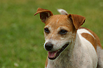hundefotos jack_russell_terrier