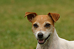 hundefotos jack_russell_terrier