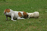 hundefotos jack_russell_terrier