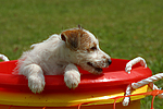 hundefotos jack_russell_terrier