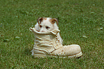 hundefotos jack_russell_terrier