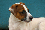 hundefotos jack_russell_terrier