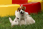 hundefotos jack_russell_terrier