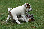 hundefotos jack_russell_terrier