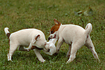 hundefotos jack_russell_terrier