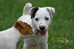 hundefotos jack_russell_terrier