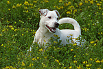hundefotos jack_russell_terrier