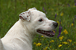 hundefotos jack_russell_terrier