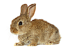 kleintierfotos kaninchen_-_zwergkaninchen