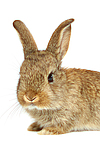 kleintierfotos kaninchen_-_zwergkaninchen