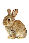 kleintierfotos kaninchen_-_zwergkaninchen