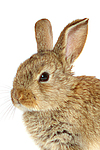 kleintierfotos kaninchen_-_zwergkaninchen
