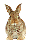 kleintierfotos kaninchen_-_zwergkaninchen