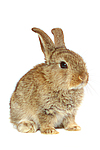 kleintierfotos kaninchen_-_zwergkaninchen