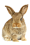 kleintierfotos kaninchen_-_zwergkaninchen