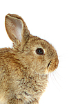kleintierfotos kaninchen_-_zwergkaninchen