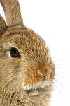 kleintierfotos kaninchen_-_zwergkaninchen