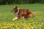 hundefotos border_collie