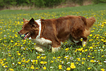 hundefotos border_collie