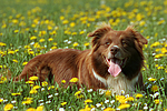 hundefotos border_collie