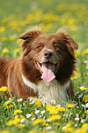 hundefotos border_collie