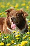 hundefotos border_collie