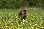 hundefotos border_collie