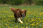 hundefotos border_collie