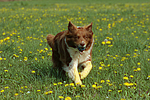 hundefotos border_collie