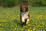 hundefotos border_collie