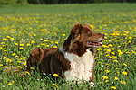 hundefotos border_collie