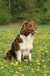 hundefotos border_collie