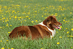 hundefotos border_collie