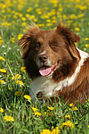 hundefotos border_collie